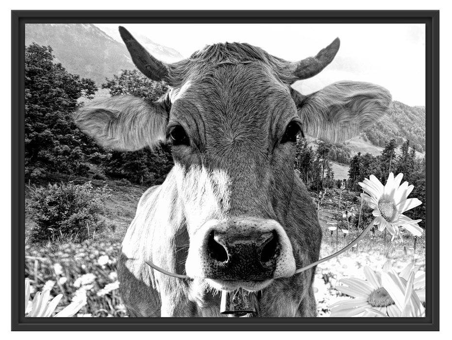 Pixxprint Nahaufnahme Kuh mit Margerite, Monochrome, im Schwebe-Effekt Bilderrahmen Valentinstagsangebot