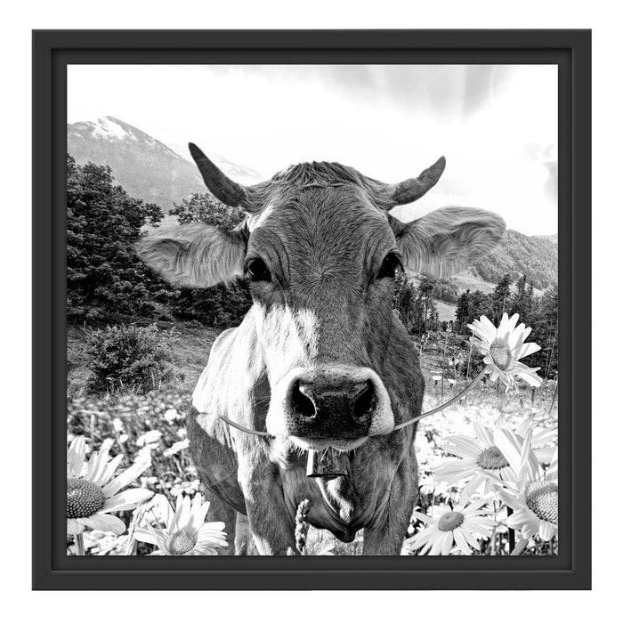 Pixxprint Nahaufnahme Kuh mit Margerite, Monochrome, im Schwebe-Effekt Bilderrahmen Valentinstagsangebot