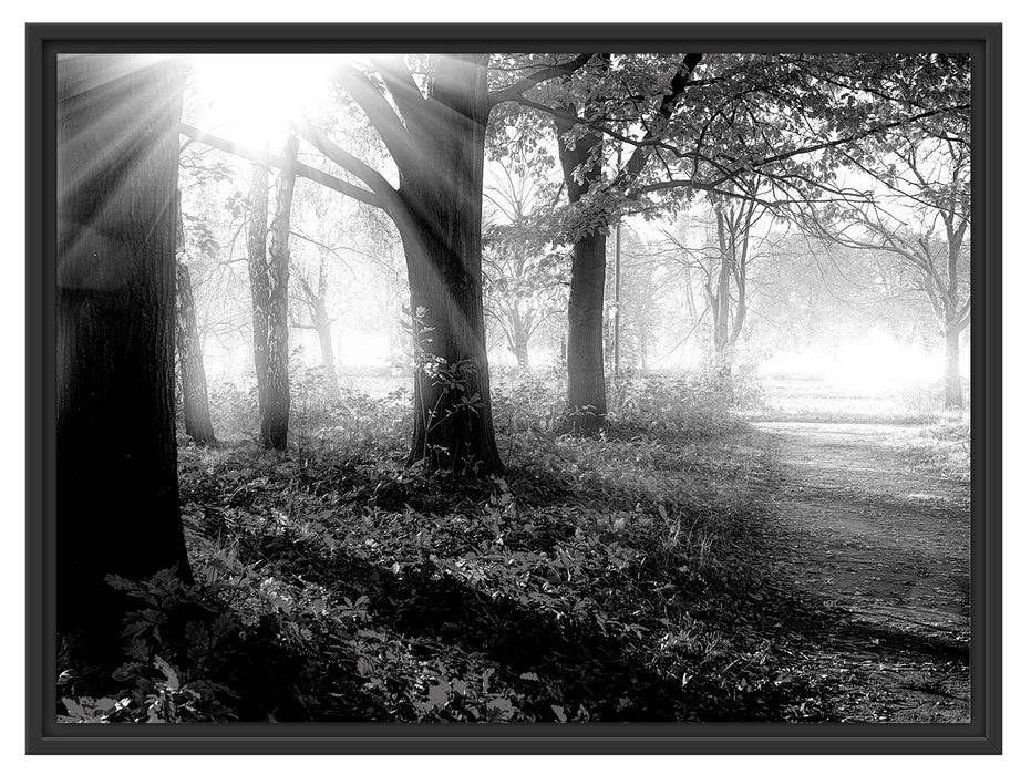 Pixxprint Sonnenstrahlen durch rote Herbstbäume, Monochrome, im Schwebe-Effekt Bilderrahmen Top Angebot