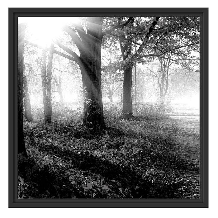 Pixxprint Sonnenstrahlen durch rote Herbstbäume, Monochrome, im Schwebe-Effekt Bilderrahmen Top Angebot