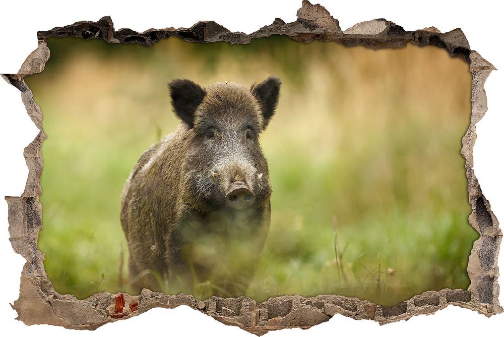 Pixxprint Stolzes Wildschwein im Wald, 3D Wandtattoo