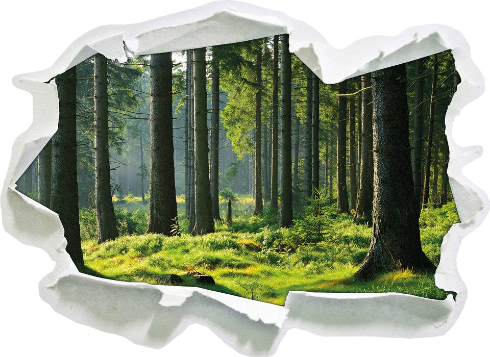 Pixxprint sonniger Tag im Wald, 3D Wandtattoo Tägliche Deals