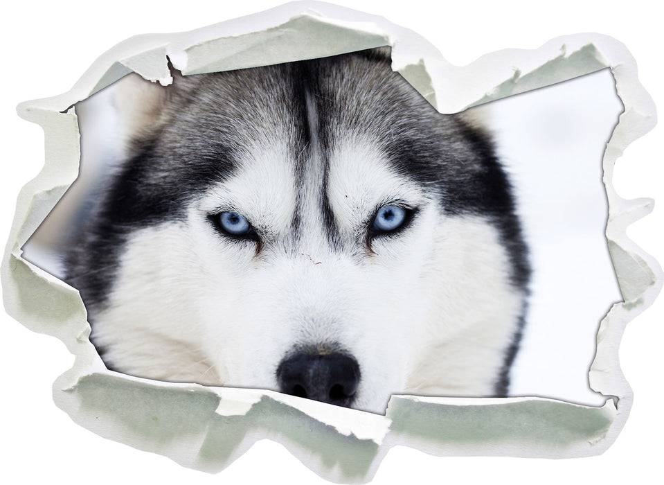 Pixxprint Husky, 3D Wandtattoo Kostenlose Rückgabe