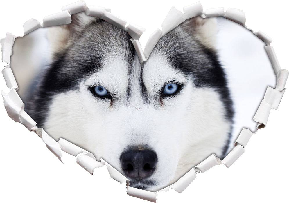 Pixxprint Husky, 3D Wandtattoo Kostenlose Rückgabe