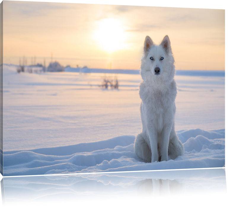 Pixxprint Weißer Wolf im Schnee, Leinwandbild