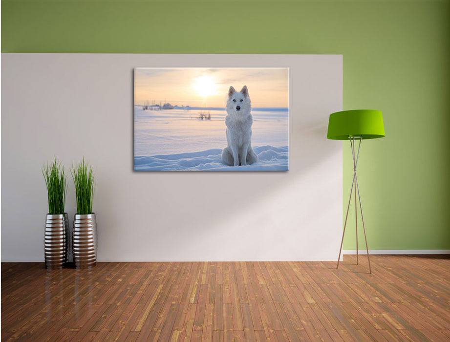 Pixxprint Weißer Wolf im Schnee, Leinwandbild Günstig kaufen