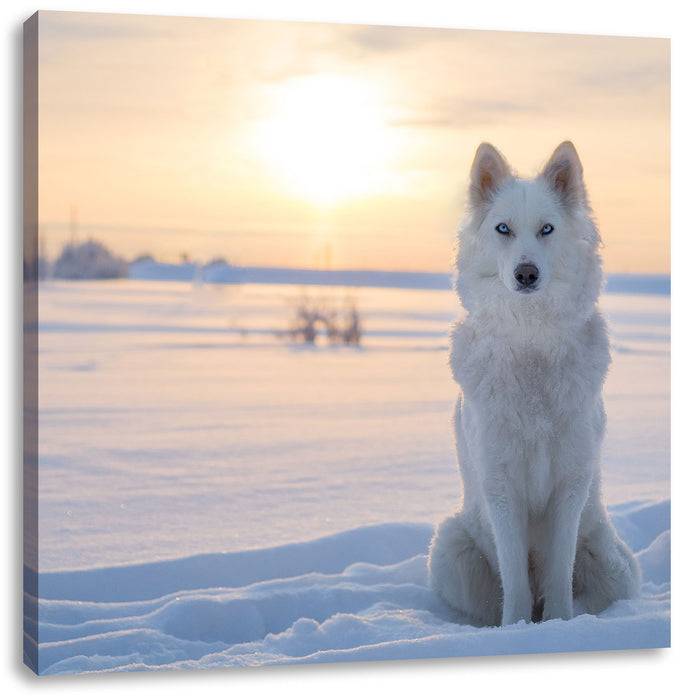 Pixxprint Weißer Wolf im Schnee, Leinwandbild Günstig kaufen