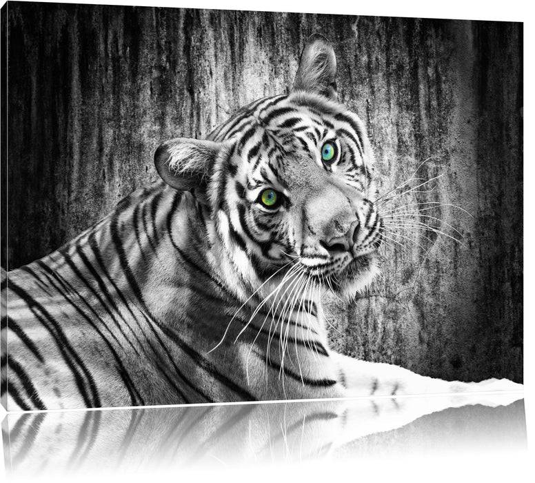 Pixxprint schöner neugieriger Tiger, Leinwandbild