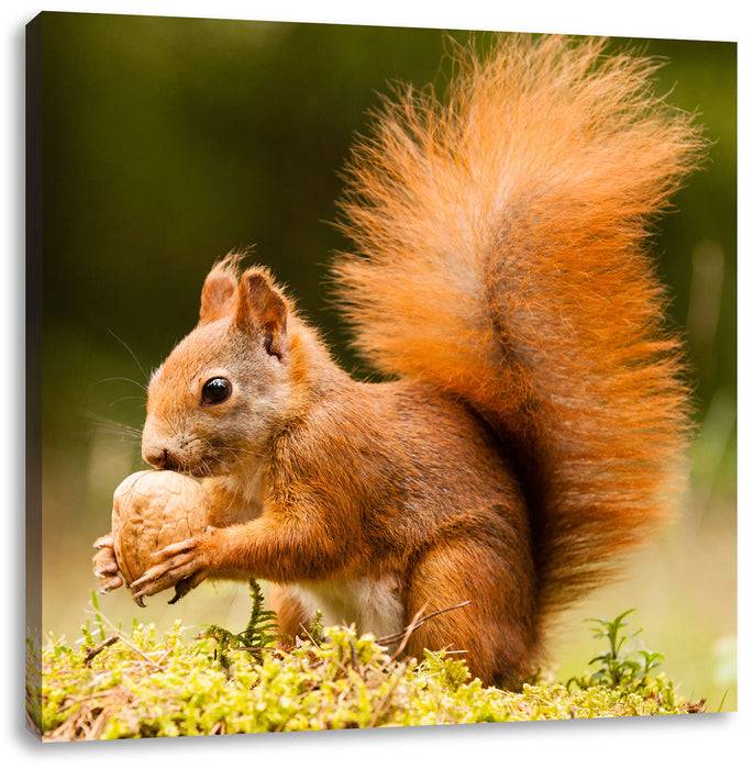 Pixxprint Eichhörnchen mit Nuss, Leinwandbild Flash Sale