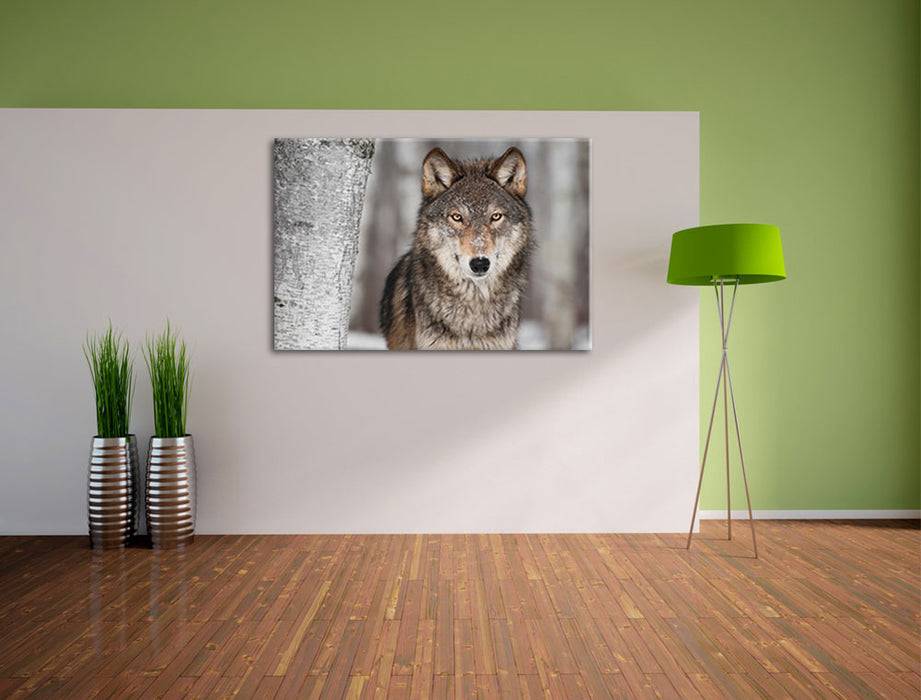 Pixxprint Wilder Wolf, Leinwandbild Begrenztes Angebot