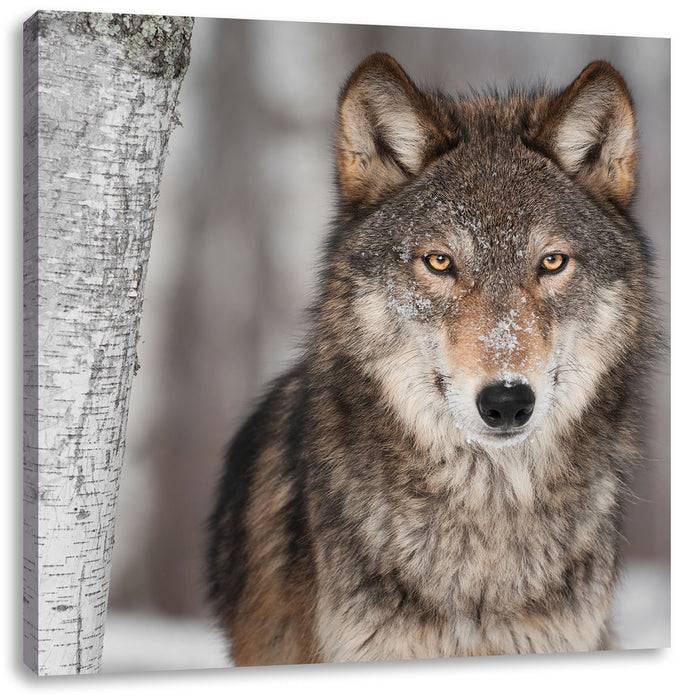 Pixxprint Wilder Wolf, Leinwandbild Begrenztes Angebot
