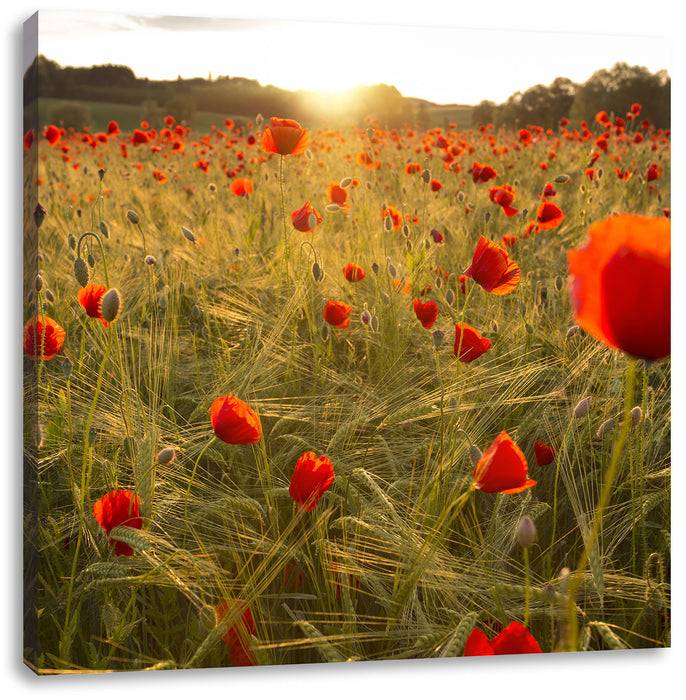 Pixxprint Mohnfeld bei Sonnenaufgang, Leinwandbild Preisnachlass