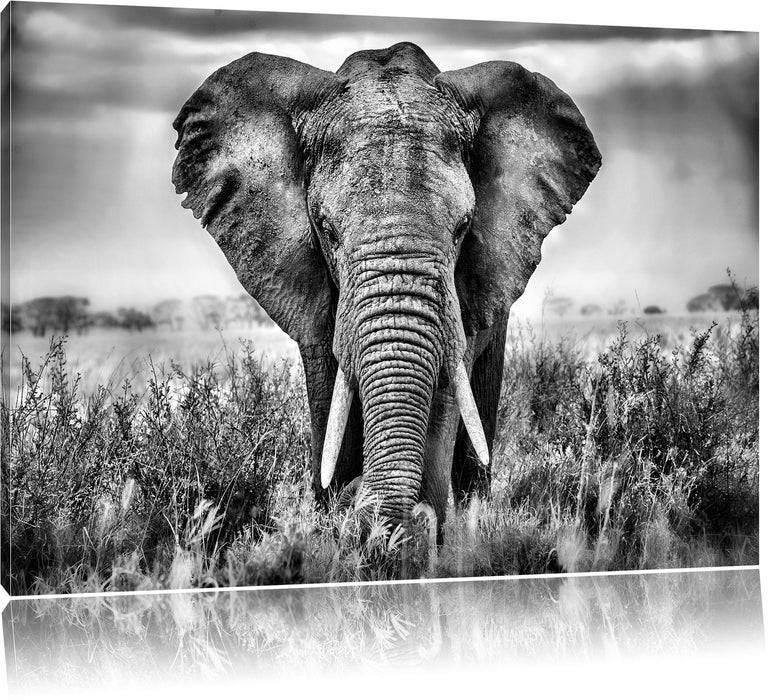 Pixxprint Imposanter Elefant, Leinwandbild