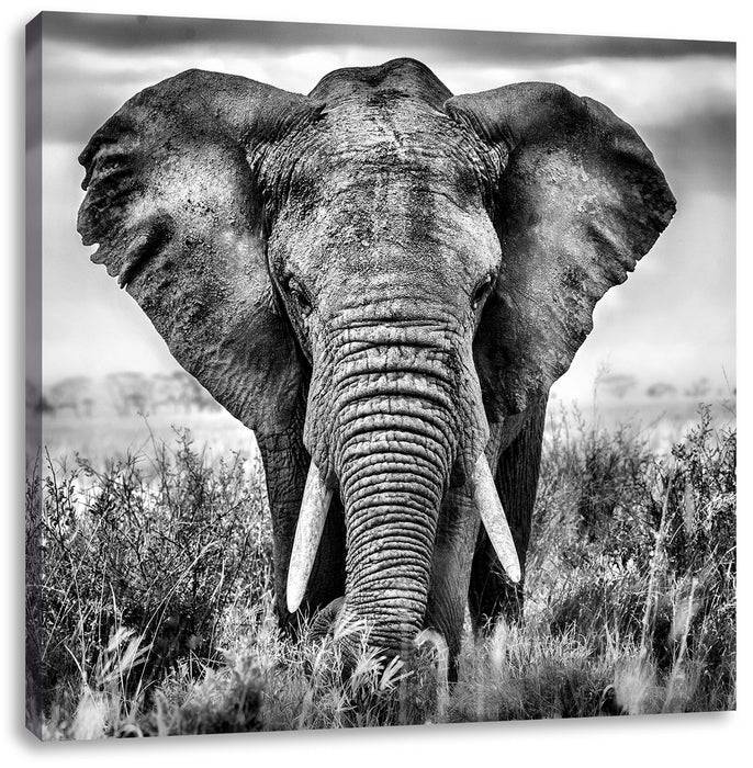 Pixxprint Imposanter Elefant, Leinwandbild Muttertagsangebot