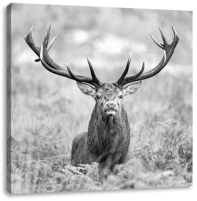 Pixxprint Großer Hirsch im Feld Kunst B&W, Leinwandbild Vatertagsangebot