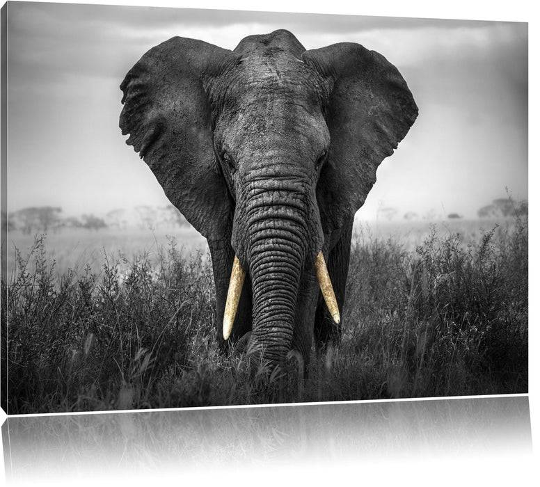 Pixxprint prachtvoller Elefant, Leinwandbild