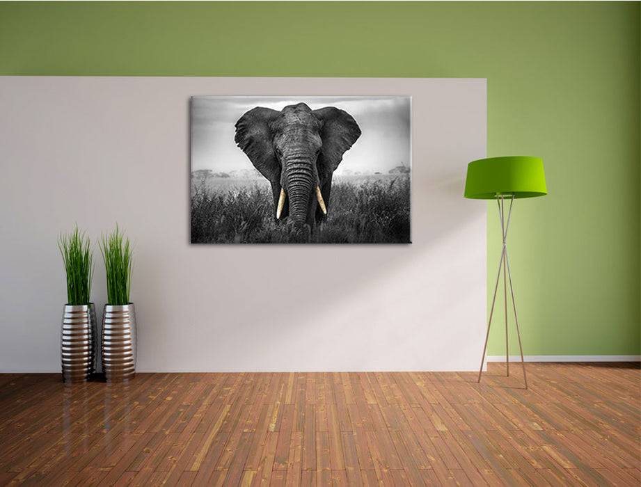 Pixxprint prachtvoller Elefant, Leinwandbild Jubiläumsangebot
