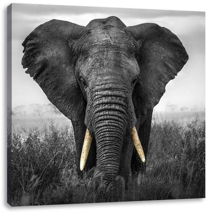 Pixxprint prachtvoller Elefant, Leinwandbild Jubiläumsangebot