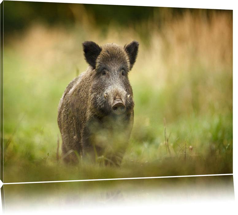 Pixxprint Stolzes Wildschwein im Wald, Leinwandbild Neueste Mode