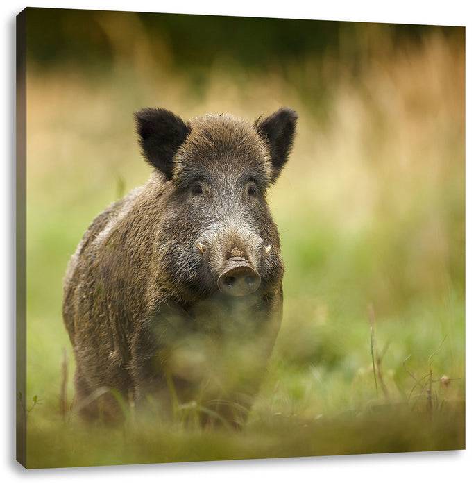 Pixxprint Stolzes Wildschwein im Wald, Leinwandbild Neueste Mode