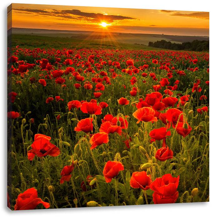Pixxprint Mohnwiese im Sonnenuntergang, Leinwandbild Online Outlet