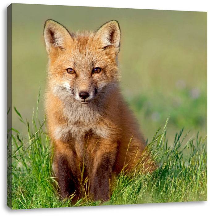Pixxprint Kleiner Fuchs, Leinwandbild Clearance-Verkauf