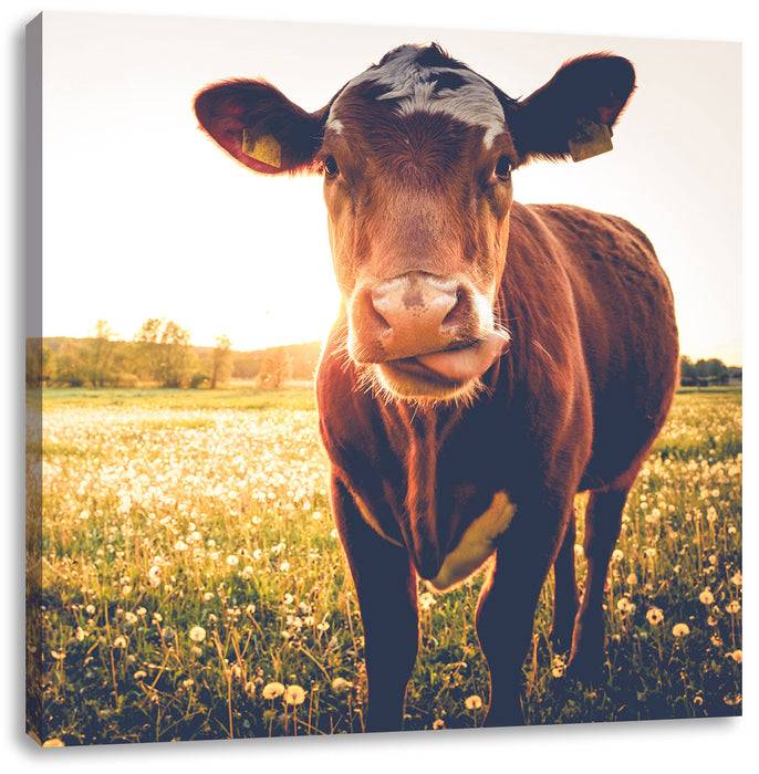 Pixxprint Kuh auf Blumenwiese, Leinwandbild Outlet