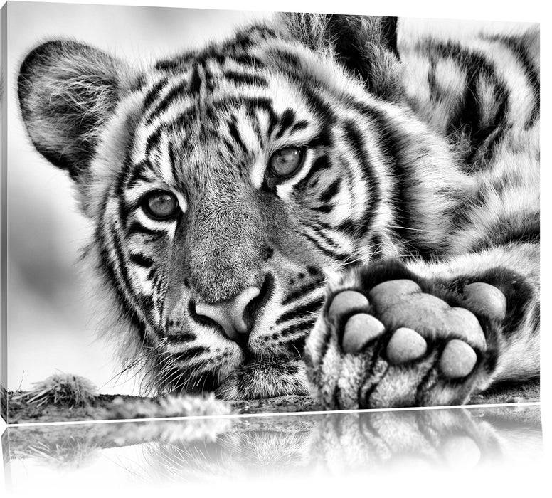 Pixxprint Tiger, Leinwandbild