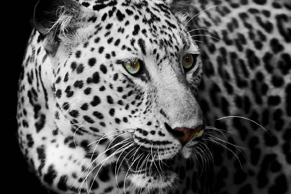 Pixxprint Stolzer Leopard, Glasbild Bis zu 50% Rabatt