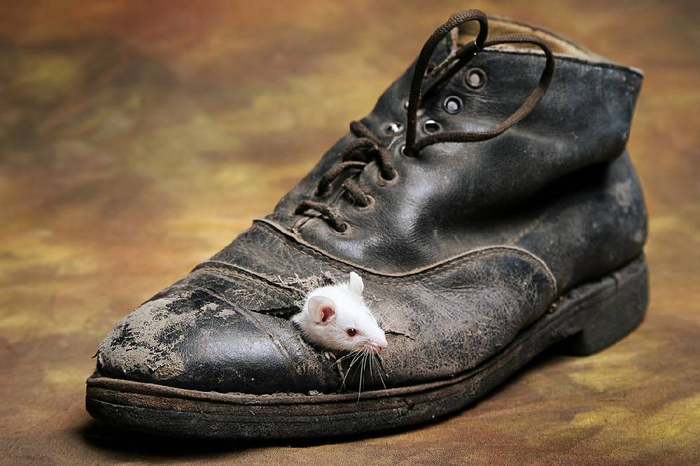 Pixxprint Maus in schwarzem Schuh, Glasbild Nur für heute