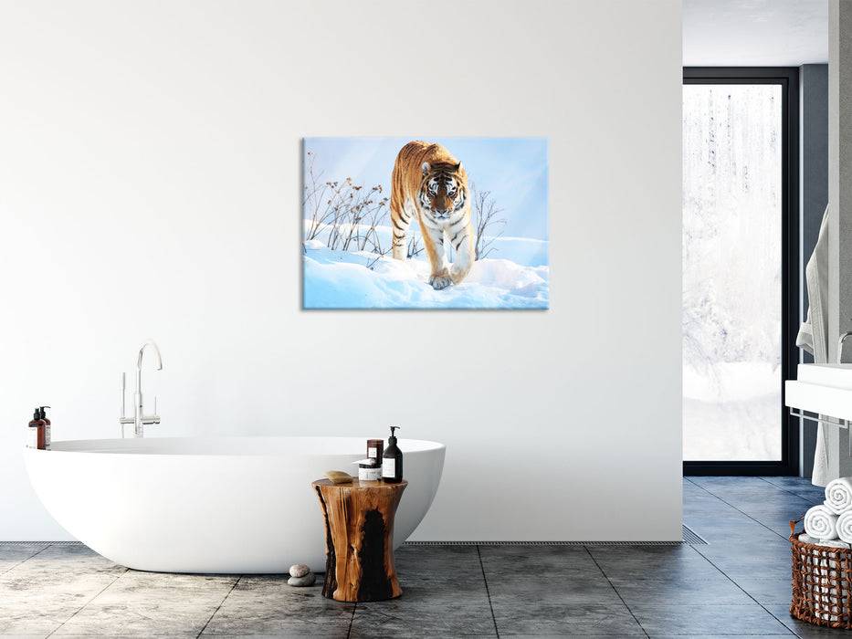 Pixxprint Stolzer Tiger im Schnee, Glasbild Sonderangebot der Fabrik