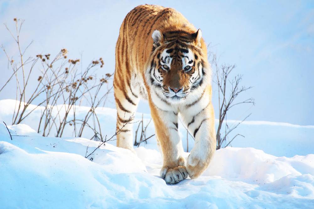 Pixxprint Stolzer Tiger im Schnee, Glasbild Sonderangebot der Fabrik