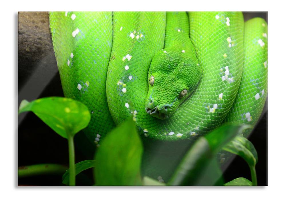 Pixxprint Grüne elegante Schlange, Glasbild