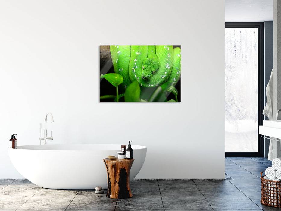 Pixxprint Grüne elegante Schlange, Glasbild Discount Store für neue Produkte