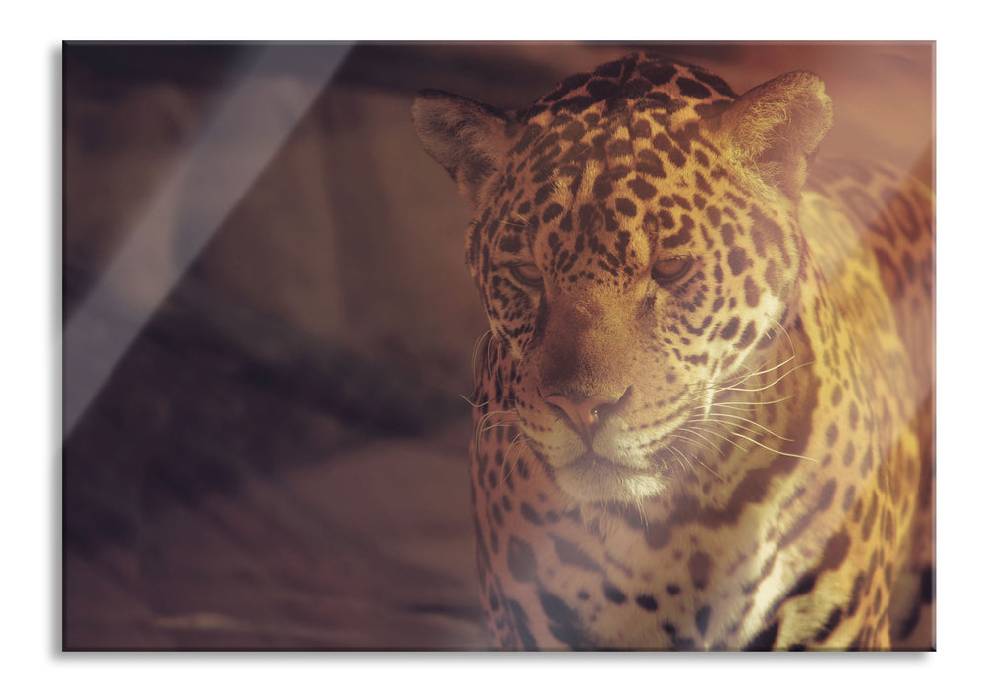 Pixxprint Anmutiger Leopard, Glasbild Nur noch ein Tag übrig