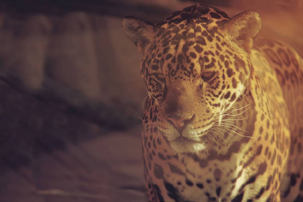 Pixxprint Anmutiger Leopard, Glasbild Nur noch ein Tag übrig