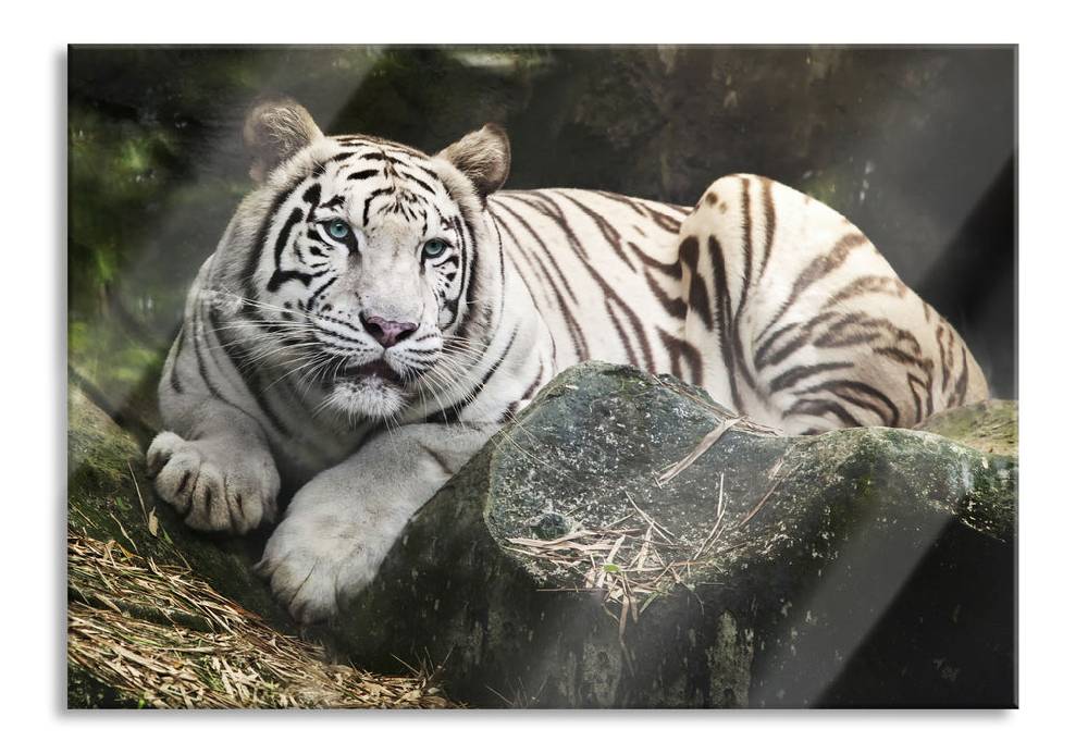 Pixxprint Stolzer weisser Tiger, Glasbild Clearance-Verkauf