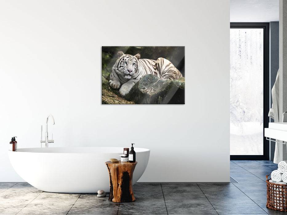 Pixxprint Stolzer weisser Tiger, Glasbild Clearance-Verkauf