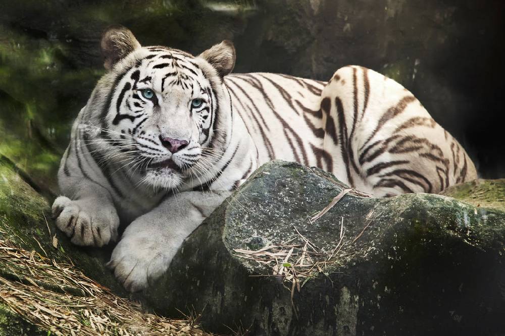 Pixxprint Stolzer weisser Tiger, Glasbild Clearance-Verkauf