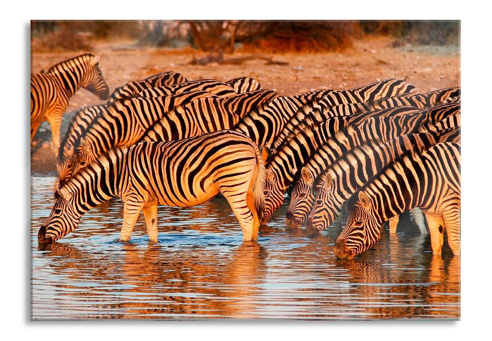 Pixxprint Zebraherde an Wasserloch, Glasbild