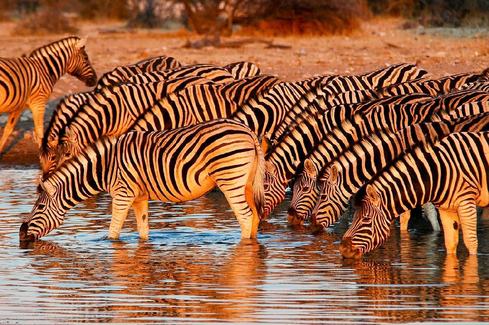 Pixxprint Zebraherde an Wasserloch, Glasbild Fabrikladen
