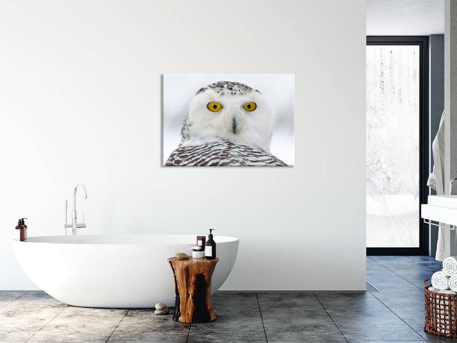 Pixxprint Wachsame Schnee Eule, Glasbild Neueste Mode