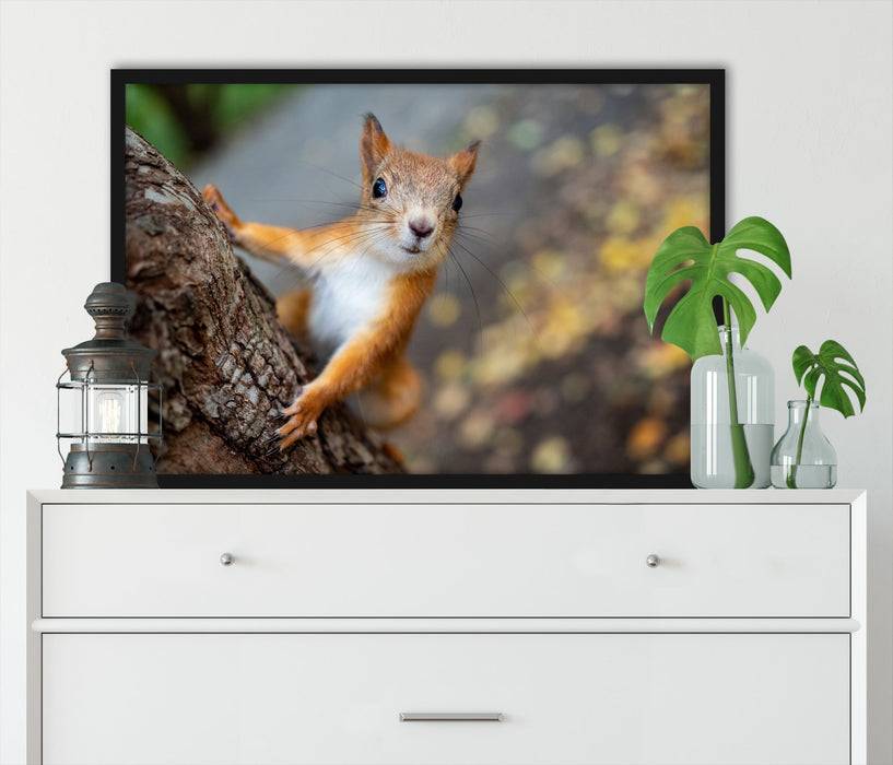 Pixxprint Nahaufnahme Eichhörnchen an Baumstamm, Poster mit Bilderrahmen Große Rabatte