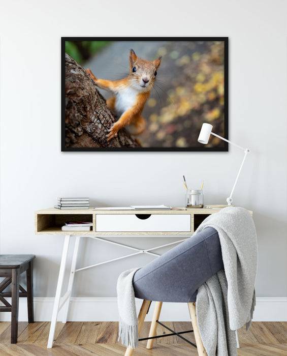 Pixxprint Nahaufnahme Eichhörnchen an Baumstamm, Poster mit Bilderrahmen Große Rabatte