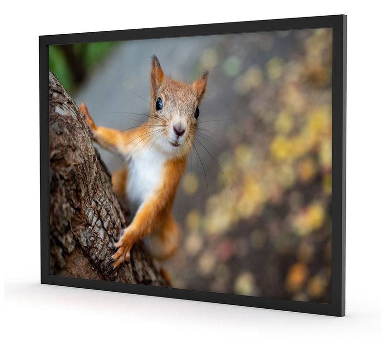 Pixxprint Nahaufnahme Eichhörnchen an Baumstamm, Poster mit Bilderrahmen Große Rabatte