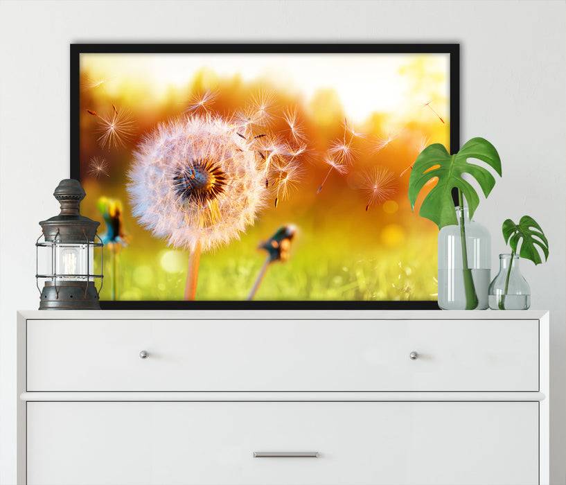 Pixxprint Nahaufnahme Pusteblume Sonnenuntergang, Poster mit Bilderrahmen Räumungsverkauf