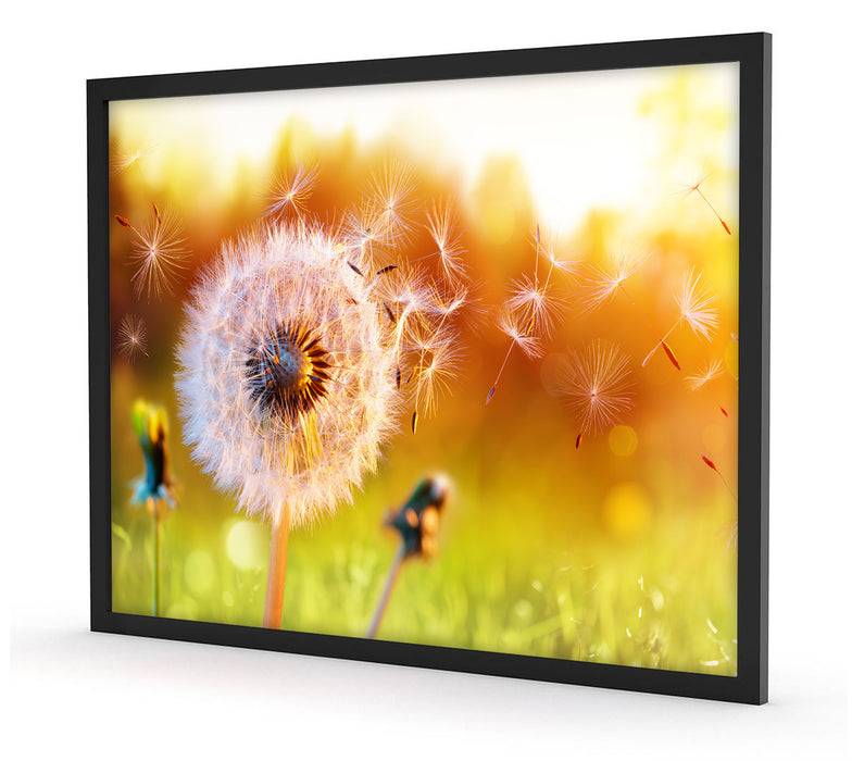 Pixxprint Nahaufnahme Pusteblume Sonnenuntergang, Poster mit Bilderrahmen Räumungsverkauf