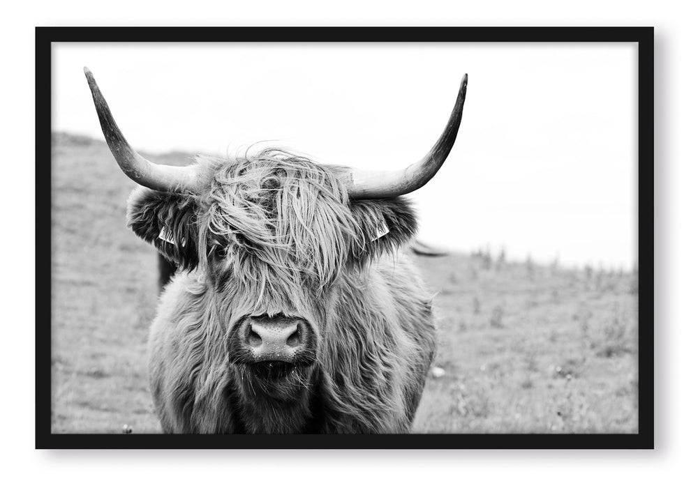 Pixxprint Highlandrind frontal in Schwarz-Weiss, Poster mit Bilderrahmen Wochenangebot