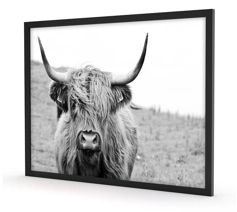Pixxprint Highlandrind frontal in Schwarz-Weiss, Poster mit Bilderrahmen Wochenangebot