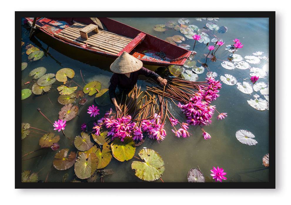 Pixxprint Wasserlilienernte mit Boot in Vietnam, Poster mit Bilderrahmen